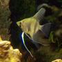 freshwater fish - pterophyllum sp. - silver zebra angel stocking in 55 gallons tank - one of my angels