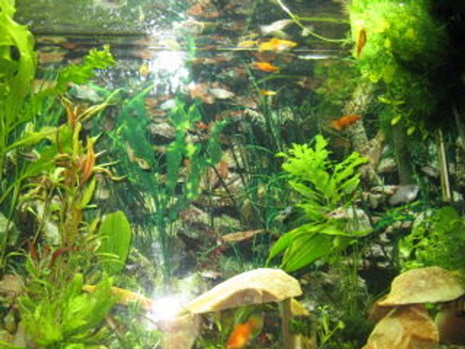 45 gallons planted tank (mostly live plants and fish) - Freshwater, Planted 45 gallon tank