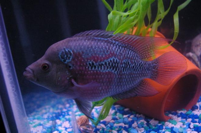 freshwater fish - cichlasoma sp. - flower horn cichlid stocking in 75 gallons tank - denis the menis 

my flowerhorn