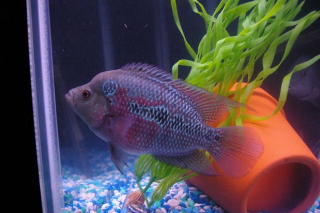 freshwater fish - cichlasoma sp. - flower horn cichlid stocking in 75 gallons tank - denis

flowerhorn