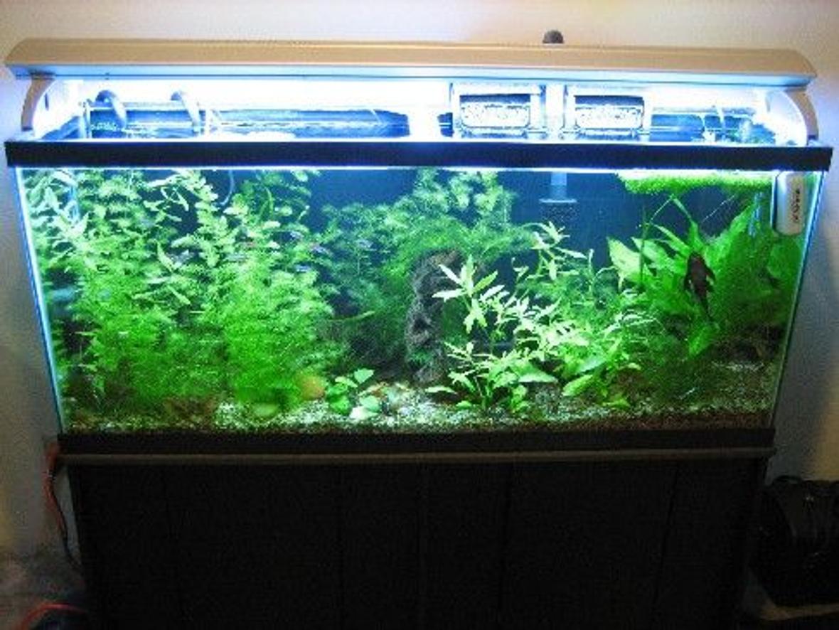 55 gallons planted tank (mostly live plants and fish) - growing like crazy
