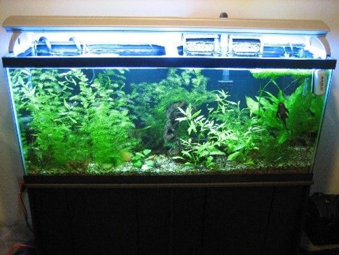 55 gallons planted tank (mostly live plants and fish) - growing like crazy