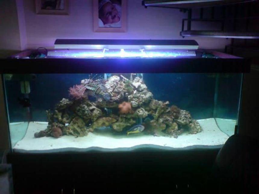 Rated #32: 130 Gallons Saltwater Fish Tank - 5ft tank