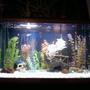 30 gallons freshwater fish tank (mostly fish and non-living decorations) - Pirate ship wreck with pirate theme. Nothing big but just want to know what everyone thinks.