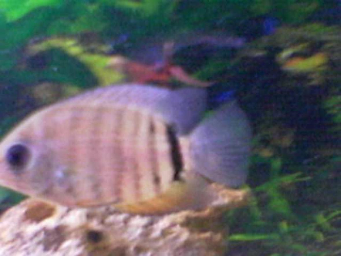 freshwater fish - heros serverus - green severum stocking in 150 gallons tank - Green Deacon