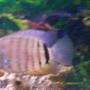 freshwater fish - heros serverus - green severum stocking in 150 gallons tank - Green Deacon