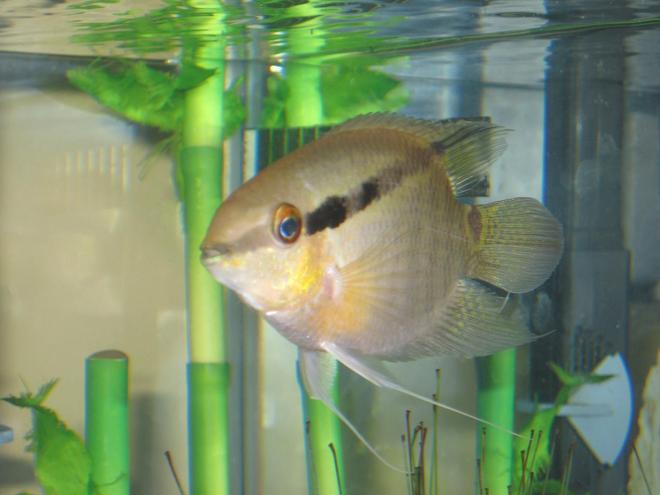 freshwater fish - mesonauta festivus - festivum cichlid stocking in 20 gallons tank - Festivum - Thanks derekp