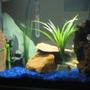 fish tank picture - Not the best pic...