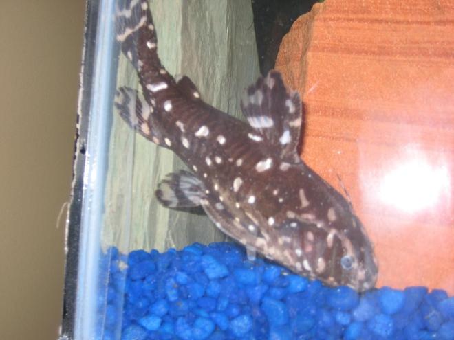 freshwater fish - agamyxis pectinifrons - spotted dora stocking in 20 gallons tank - Spotted Dora