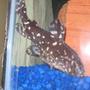 freshwater fish - agamyxis pectinifrons - spotted dora stocking in 20 gallons tank - Spotted Dora