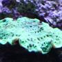 corals inverts - echinophyllia aspera - chalice coral, bubble gum stocking in 110 gallons tank - Forgot what this