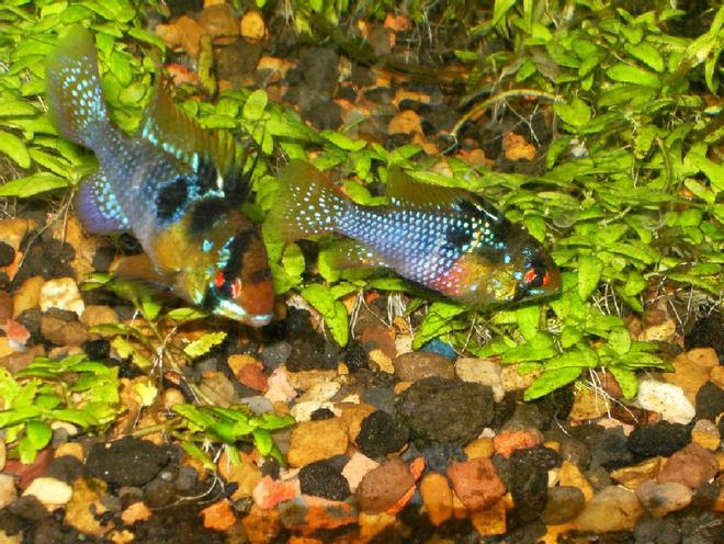 freshwater fish - papiliochromis ramirezi - german blue ram stocking in 125 gallons tank - GBR pair
