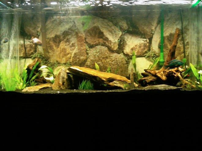 90 gallons planted tank (mostly live plants and fish) - My tank. 90 gallon.