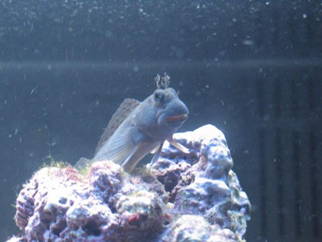 saltwater fish - enchelyurus flavipes - blue & gold blenny stocking in 70 gallons tank - My New Blenny.  First fish in the tank.