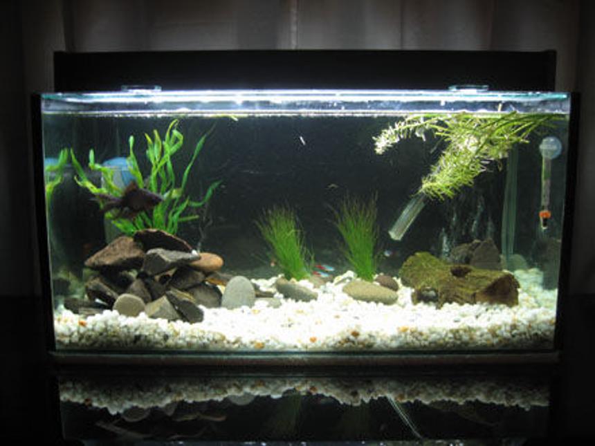 Rated #2119: 15 Gallons Planted Tank - Just an ordinary 15 gallon freshwater tank~
I had those Westeria plants (floating plants) where the fake plants were on the LEFT but my gold fish kept uprooting them. (i have NO WHERE else to place my gold fish, and yet he seemed happy in there so i left him. please don't flame)

Those rocks i just found from my garden because rocks cost alot in the pet stores (i'm sure you know what i mean).
i have 2 air stones on the back left and back right of the tank. Most of my fish are hiding in this image because it was taken at night, sorry.
Yeah hope you like it