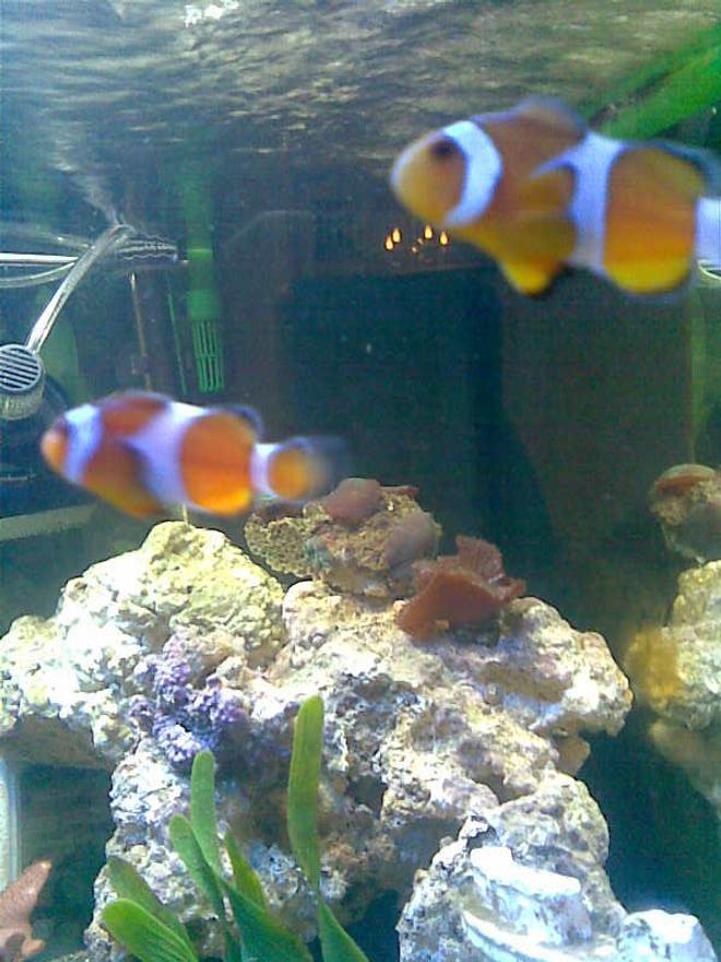 saltwater fish - amphiprion percula - true percula clownfish stocking in 50 gallons tank - clownfish