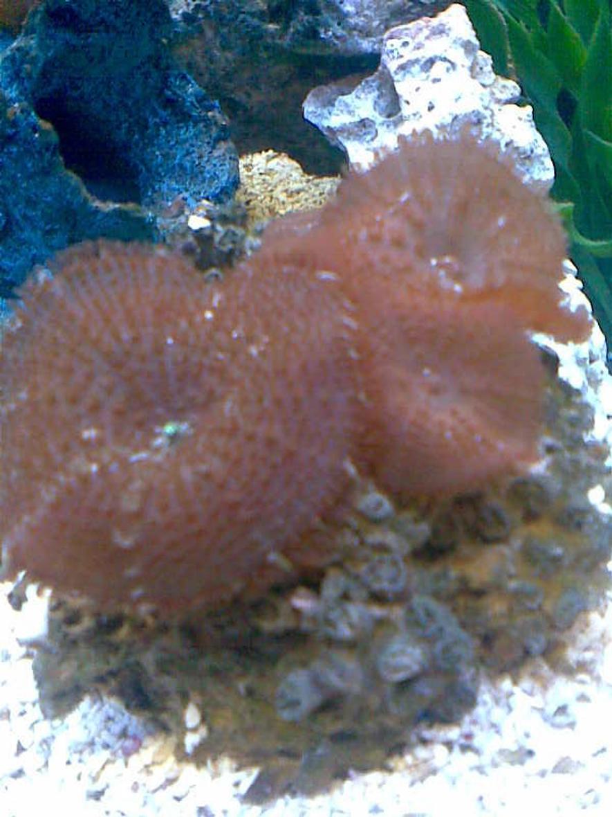 corals inverts - actinodiscus sp. - red mushroom stocking in 50 gallons tank - mushroom coral