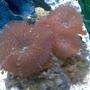 corals inverts - actinodiscus sp. - red mushroom stocking in 50 gallons tank - mushroom coral