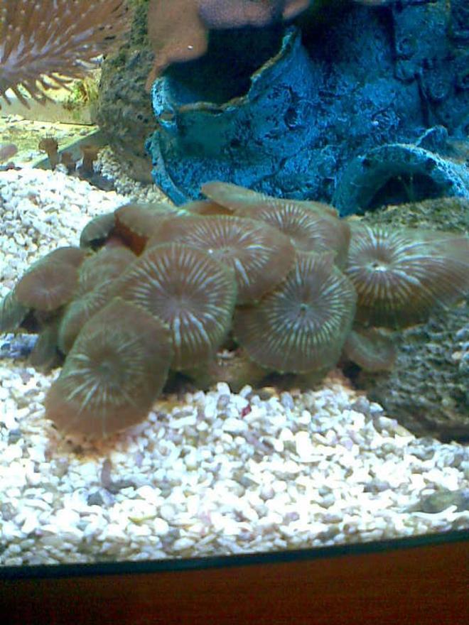 corals inverts - actinodiscus sp. - green striped mushroom stocking in 50 gallons tank - mushrooms