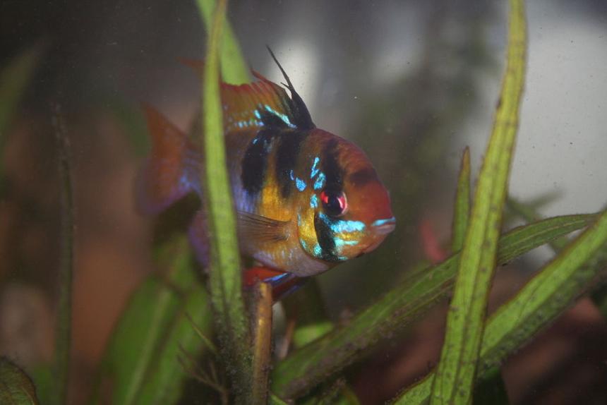 Rated #191: Freshwater Fish - Papiliochromis Ramirezi - German Blue Ram Stocking In 55 Gallons Tank - Blue Ram Male