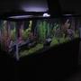 125 gallons freshwater fish tank (mostly fish and non-living decorations) - My 125 Gallon Community Tank