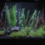125 gallons freshwater fish tank (mostly fish and non-living decorations) - My 125 Gallon Fresh water Community Tank