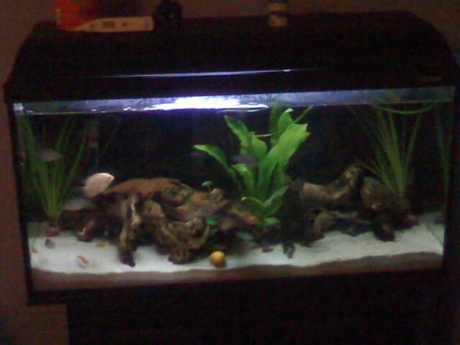 25 gallons freshwater fish tank (mostly fish and non-living decorations) - 25 gallon grow out tank,  turned into a jewel cichlid breeding tank.
camera phone pick.