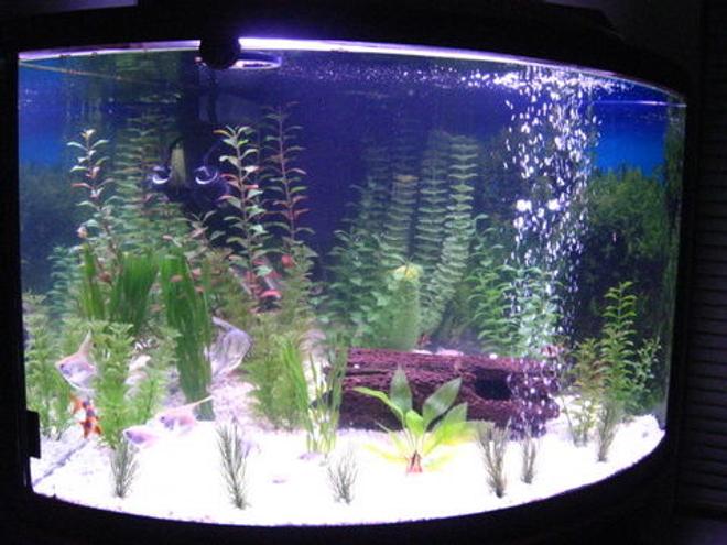 36 gallons freshwater fish tank (mostly fish and non-living decorations) - Full View