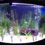 36 gallons freshwater fish tank (mostly fish and non-living decorations) - Full View