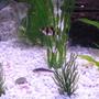 freshwater fish - puntius tetrazona - tiger barb stocking in 36 gallons tank -