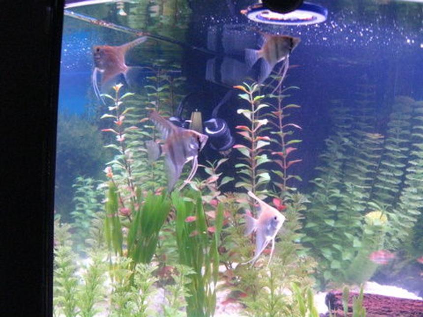 Rated #1296: Freshwater Fish - Pterophyllum Sp. - Silver Zebra Angel Stocking In 36 Gallons Tank