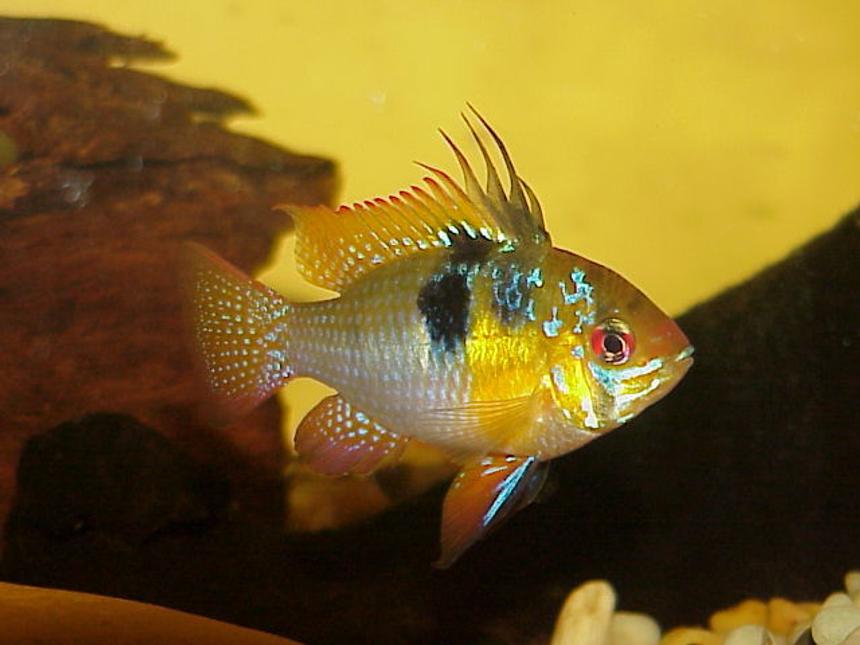 Rated #100: Freshwater Fish - Papiliochromis Ramirezi - German Blue Ram Stocking In 40 Gallons Tank - Blue Male Ram - Breeding Colours