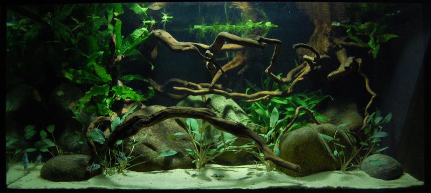 Rated #83: Freshwater Fish - Honduran Red Point Stocking In 40 Gallons Tank - 40 gallon fish tank with young Honduran Red Point