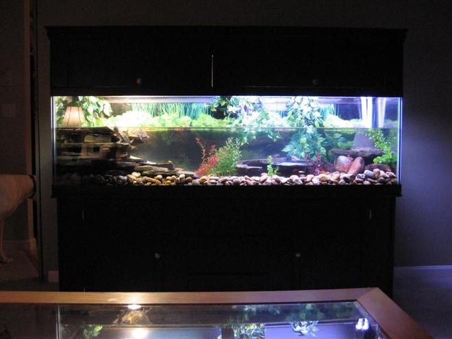 125 gallons freshwater fish tank (mostly fish and non-living decorations) - tank font