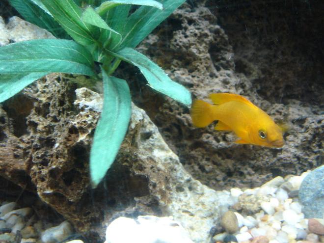 freshwater fish - neolamprologus leleupi - orange leleupi cichlid stocking in 60 gallons tank - My Leleupi that resides in my peacock tank.  He although only 3 inches holds his own very well in the tank among bigger cichlids.