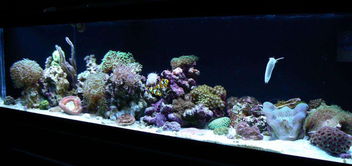 33 gallons reef tank (mostly live coral and fish) - AGA 33L 48x12x12 - Current Nova x2 54w T5 - False Wall -Phosban reactor - AC70 with Poly Filter and Chemipure. Tank has been up for approx 2 months.