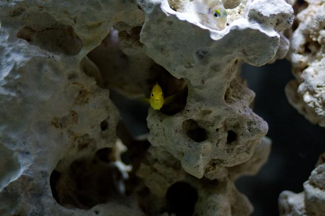 freshwater fish - labidochromis caeruleus - electric yellow cichlid stocking in 30 gallons tank - My other Yellow Lab peeking out from his hole.