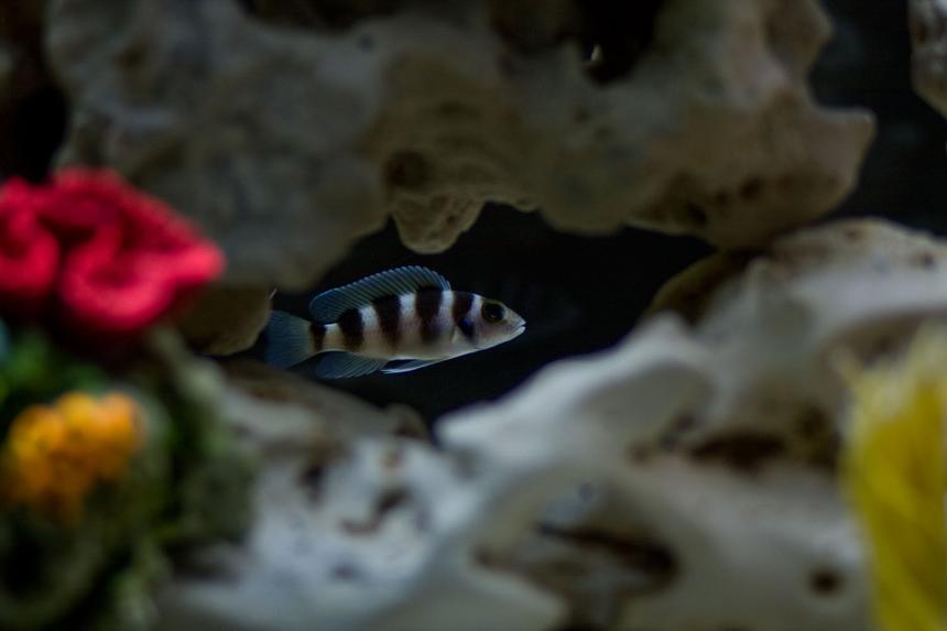 Rated #252: Freshwater Fish - Lamprologus Tretacephaleus - Tretocephalus Cichlid Stocking In 30 Gallons Tank - One of my Tretocephalus Cichlids.