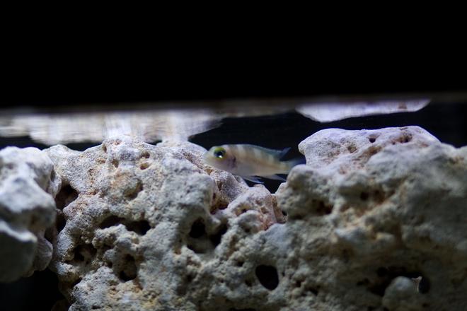 freshwater fish - lamprologus tretacephaleus - tretocephalus cichlid stocking in 30 gallons tank - My other Tretocephalus Cichlid whose black vertical stripes seem to be able to fade to almost nothing and then back to black at will.  It's very strange!