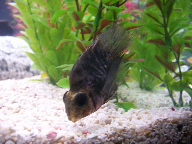 freshwater fish - hoplarchus psittacus - parrot cichlid stocking in 55 gallons tank - parrot fish cichlid