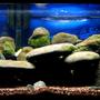 fish tank picture - My Malawi Rock Tank. I know, "where are the fish?" trust me there in there. There just shy.