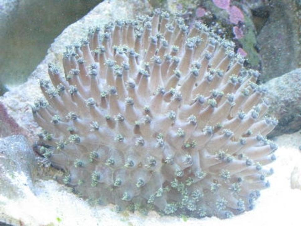 corals inverts - goniopora sp. - flower pot coral stocking in 110 gallons tank - flower pot coral