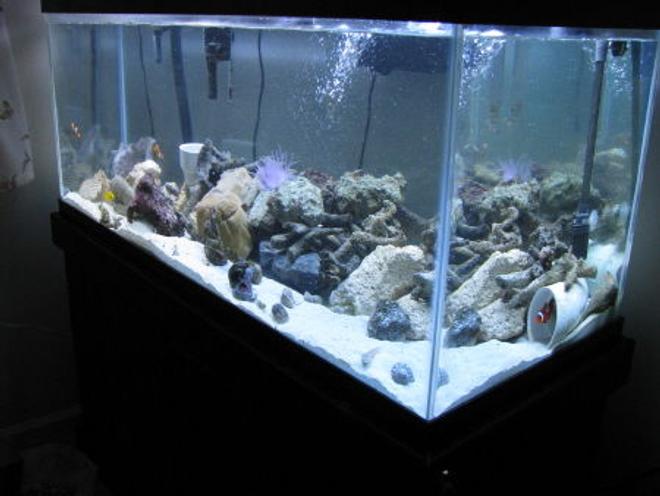 110 gallons saltwater fish tank (mostly fish, little/no live coral) - 75 saltwater tank