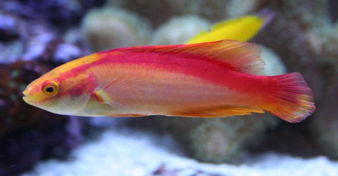 saltwater fish - cirrhilabrus jordani - flame wrasse stocking in 210 gallons tank - My Hawaiian Flame Wrasse Male