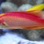 saltwater fish - cirrhilabrus jordani - flame wrasse stocking in 210 gallons tank - My Hawaiian Flame Wrasse Male