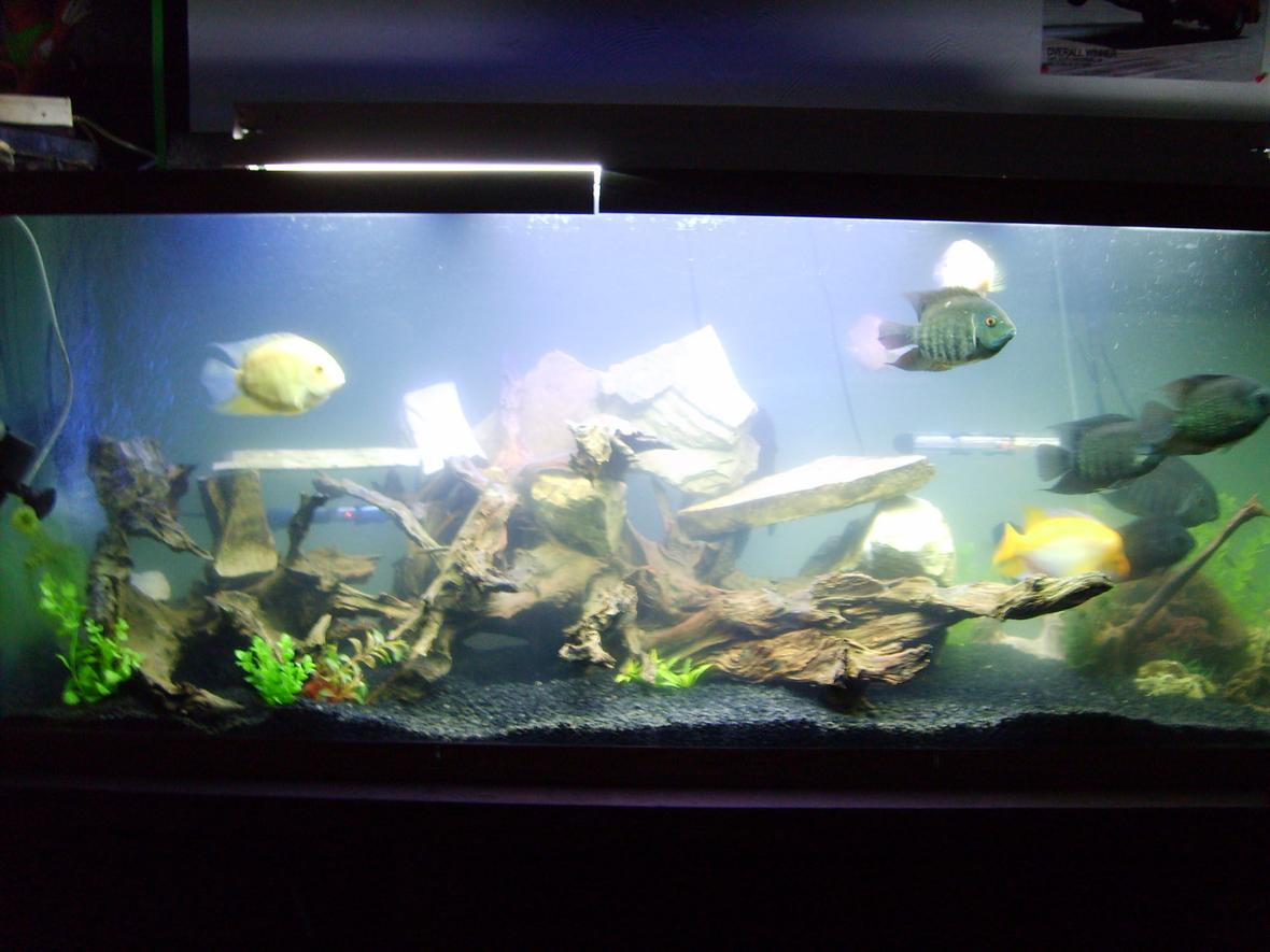 180 gallons freshwater fish tank (mostly fish and non-living decorations) - Front View