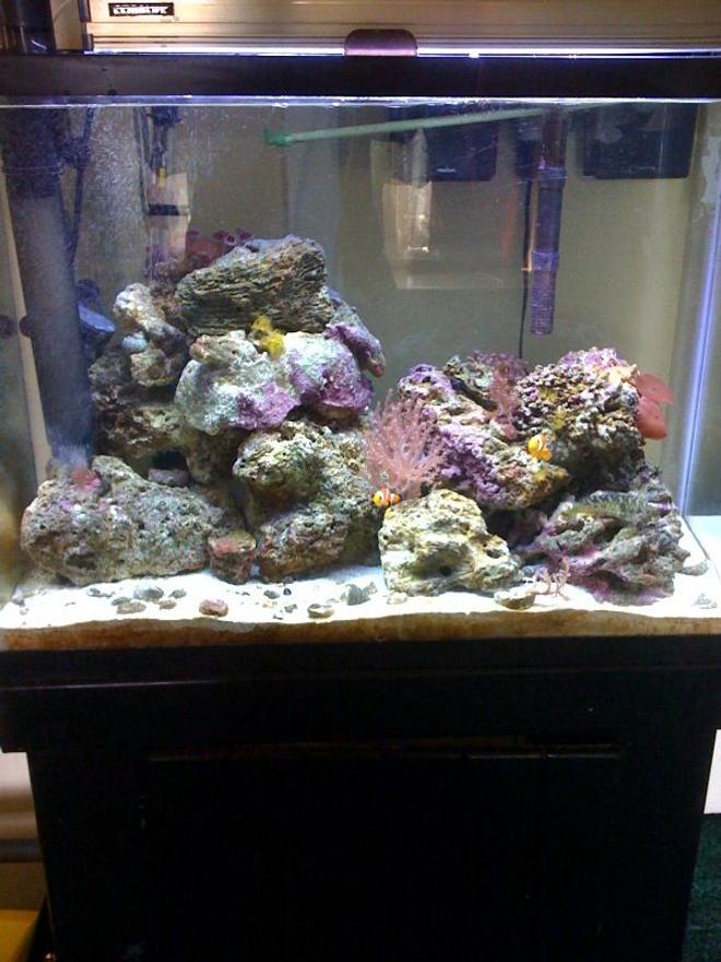 37 gallons reef tank (mostly live coral and fish) - Just my 37 Gallon, im new at this folks..!! A poor mans setup.... :(