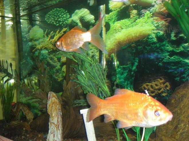 freshwater fish - carassius auratus - goldfish stocking in 75 gallons tank - goldfish swimming