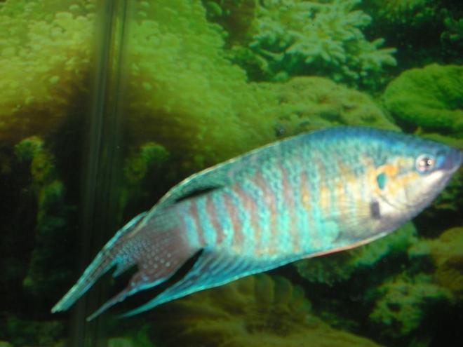 freshwater fish - macropodus opercularis - blue paradise stocking in 75 gallons tank - male paradise fish in full courting colors