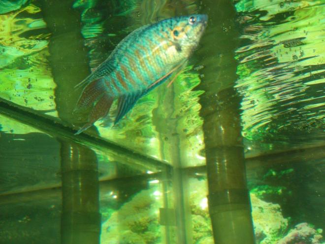 freshwater fish - macropodus opercularis - blue paradise stocking in 75 gallons tank - male paradise fish collecting food for female